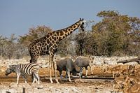 Drinkplaats in Etosha NP
