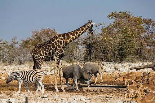 Drinkplaats in Etosha NP