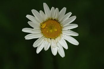 Daisy flower with dewdrops
