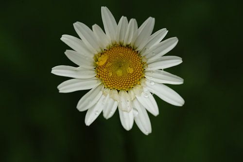 Gänseblümchen Blume mit Tautropfen