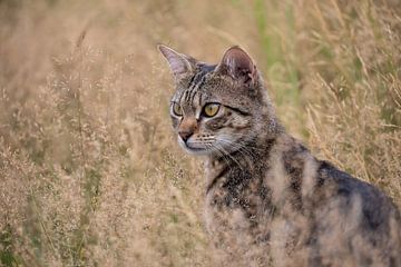 Tabby Cat in the Woods by VIDEOMUNDUM