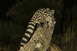 Genet cat at night He looks somewhat like a cat, closely related to mongooses.