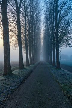 Neblige Morgenlandschaft im IJsseldelta von Sjoerd van der Wal Fotografie