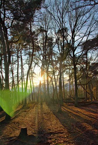 Zonlicht in een wintersbos