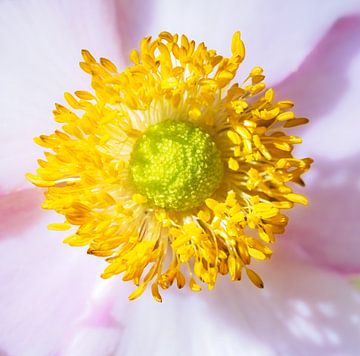 Macro d'une fleur d'anémone sur ManfredFotos