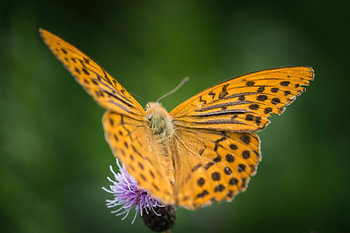 Un gros plan sur un papillon Manteau impérial en été en Sarre