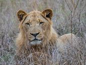 The Lion King van Lizanne van Spanje thumbnail