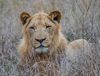 The Lion King