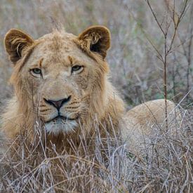 The Lion King by Lizanne van Spanje