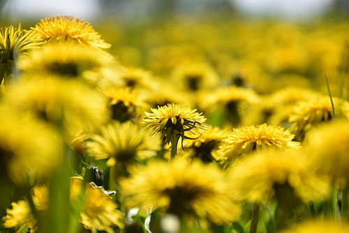 Een veld met paardenbloemen