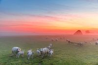 Texel - De Hoge Berg