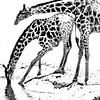 drinking giraffes by Henk Langerak