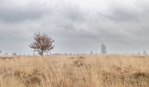 Le Sallandse Heuvelrug près de Nijverdal