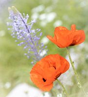 poppy and maidenhair in green