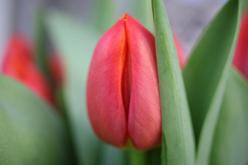 Rode tulp van Loorsin