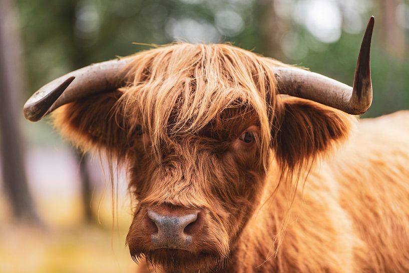 Schottische Hochlandrinder im Naturschutzgebiet Veluwe von Sjoerd van der Wal Fotografie