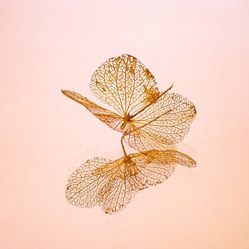 Hortensiablaadje met weerspiegeling van Dafne Vos