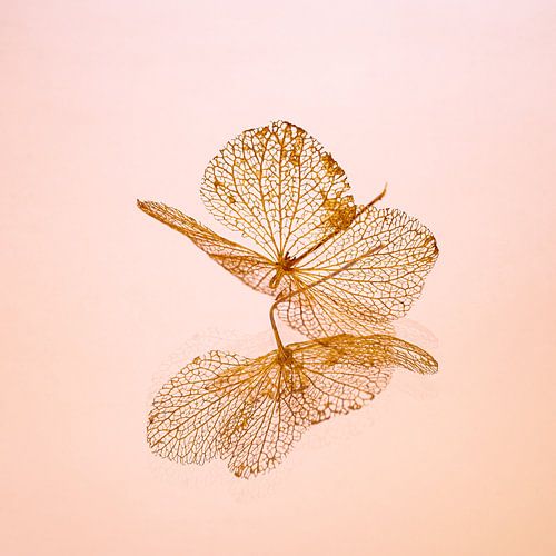Hydrangea leaf with reflection
