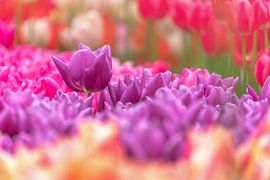 Tulips by Andy Luberti