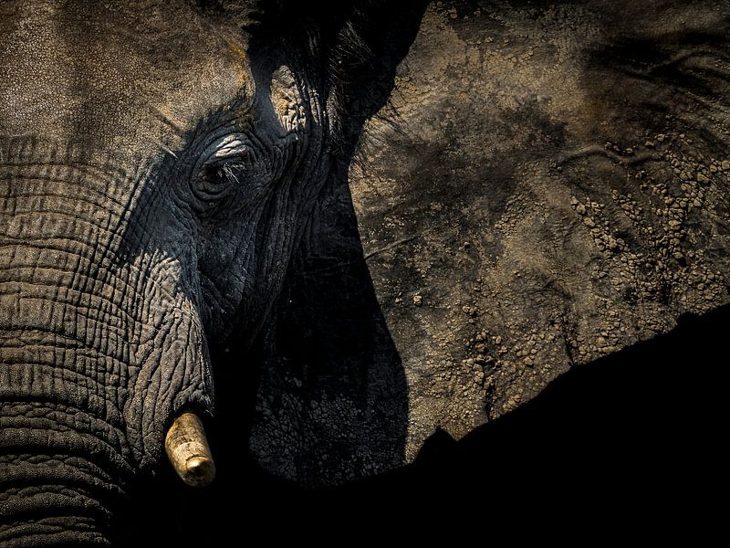 Elephant on the wall by Omega Fotografie