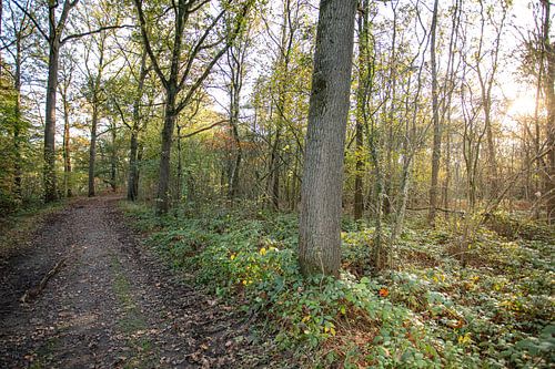 Typische Nederlandse bossen in Oirschot