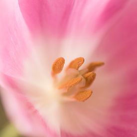 Tulpe von Fronika Westenbroek