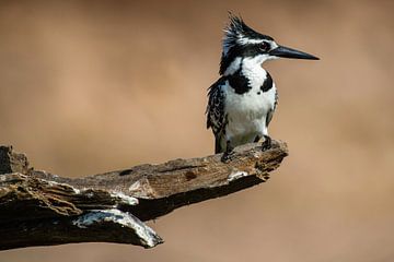 Pied Kingfisher in Chobe NP van Henri Kok