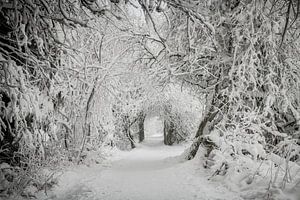 Winter im Hohen Venn
