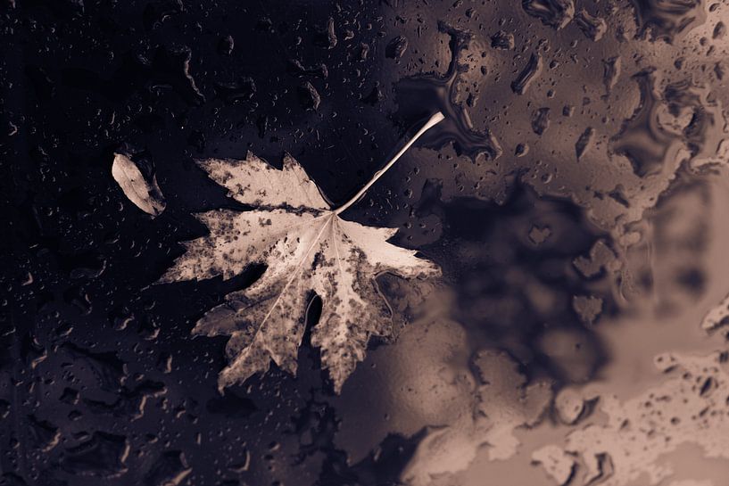 Autumn leaf against waterdrops background by Stefania van Lieshout