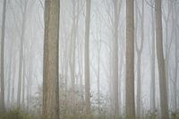 Forest Vibes
