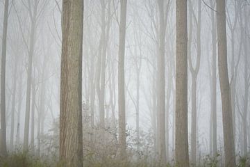 Vibrations de la forêt