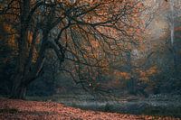 Mystic tree