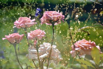 Roses behind water fountain by Christine Nöhmeier