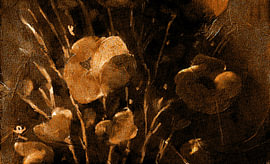 Stille Blüte von Richard Laschon