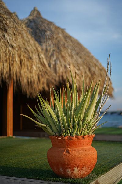 Aloe Vera Pflanze Curaçao von Tatiana Verbiesen