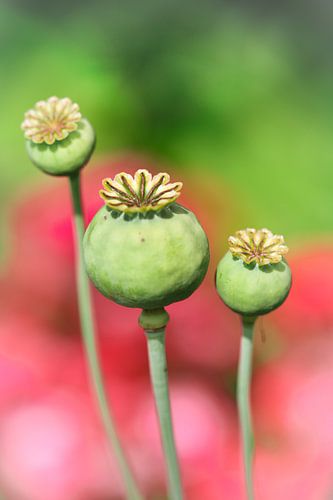 Papaver zaadbollen met een zachte achtergrond