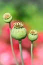 Papaver zaadbollen met een zachte achtergrond von Lily Ploeg Miniaturansicht