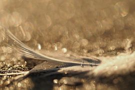 A feather on the beach of the Opal Coast in France.