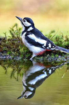 Grote Bonte Specht in Spiegelbeeld...