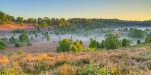 In the morning in the Lüneburger Heide