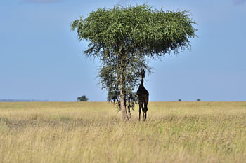 Versteckt im Schatten