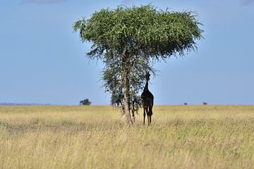 Hiding in the shadow van Menno Selles