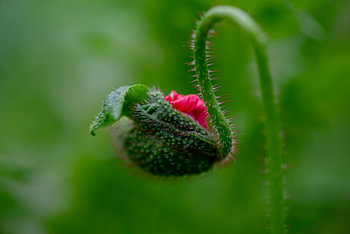 Eastern poppy