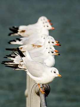 Mouettes en ligne sur Dieter Walther