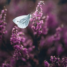 Zwevend tussen Paars en Rust van Wolbert Erich