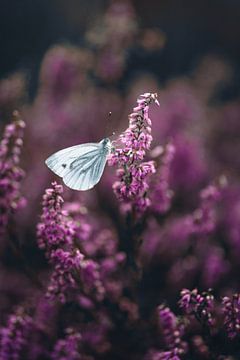 Flottant entre le violet et le calme
