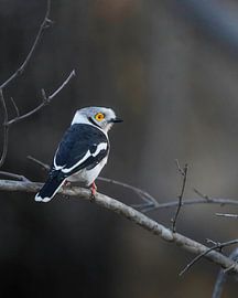 Pie-grièche à tête blanche