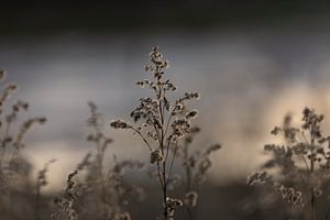 Schöner toter Mist ein winterliches Bild