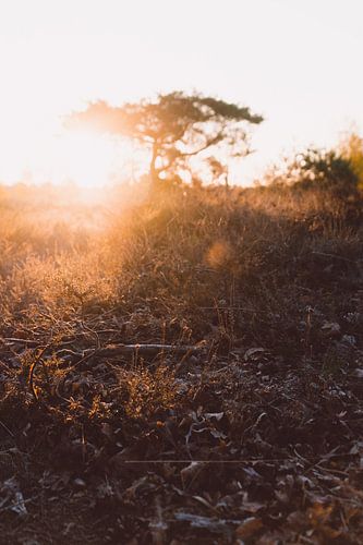 Heide tijdens zonsopkomst
