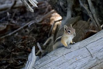 Cute chipmunk at Piracy Point by Frank's Awesome Travels